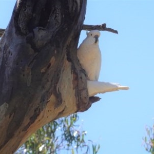 Cacatua galerita at Hughes, ACT - 10 Nov 2020 10:54 AM