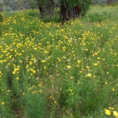 Xerochrysum viscosum (Sticky Everlasting) at Hughes, ACT - 12 Nov 2020 by JackyF