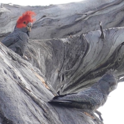 Callocephalon fimbriatum (Gang-gang Cockatoo) at Hughes, ACT - 12 Nov 2020 by JackyF