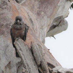 Callocephalon fimbriatum (Gang-gang Cockatoo) at GG48 - 12 Nov 2020 by JackyF