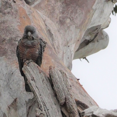 Callocephalon fimbriatum (Gang-gang Cockatoo) at GG156 - 12 Nov 2020 by JackyF