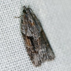 Acropolitis rudisana (Family Tortricinae) at Forde, ACT - 6 Nov 2020 by ibaird