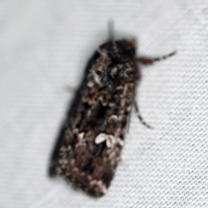 Ectopatria horologa at Forde, ACT - 6 Nov 2020