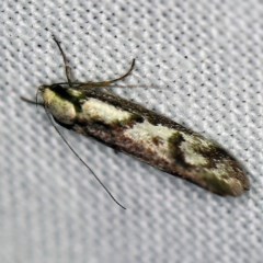 Eusemocosma pruinosa (Philobota Group Concealer Moth) at Forde, ACT - 6 Nov 2020 by ibaird