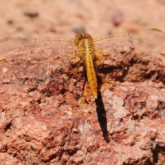 Diplacodes haematodes (Scarlet Percher) at Denman Prospect, ACT - 9 Nov 2020 by Harrisi