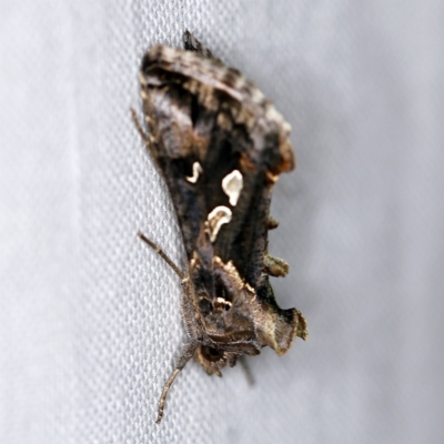 Chrysodeixis argentifera (Tobacco Looper) at Forde, ACT - 6 Nov 2020 by ibaird