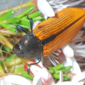 Castiarina subpura at Paddys River, ACT - 10 Nov 2020