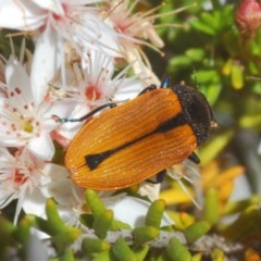 Castiarina subpura at Paddys River, ACT - 10 Nov 2020 03:52 PM