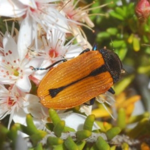 Castiarina subpura at Paddys River, ACT - 10 Nov 2020