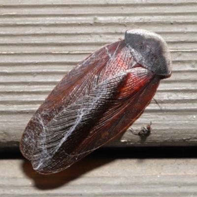 Laxta granicollis (Common bark or trilobite cockroach) at ANBG - 12 Nov 2020 by TimL