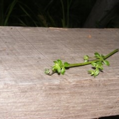 Galium liratum (Furrowed Bedstraw) at Tennent, ACT - 4 Nov 2020 by MichaelMulvaney