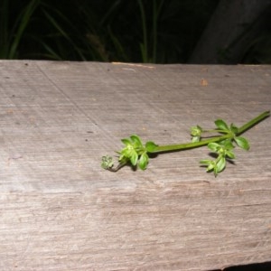 Galium liratum at Tennent, ACT - 4 Nov 2020