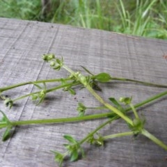 Galium liratum at Tennent, ACT - 4 Nov 2020