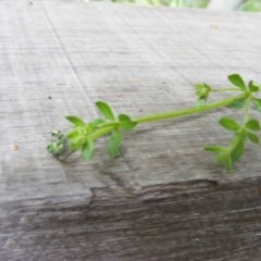 Galium liratum at Tharwa, ACT - 4 Nov 2020