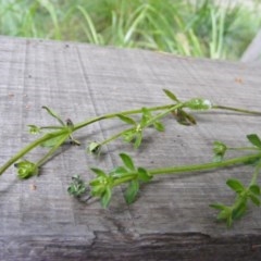 Galium liratum at Tharwa, ACT - 4 Nov 2020 10:28 AM