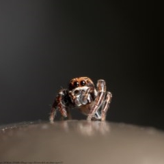 Unidentified Spider (Araneae) at Acton, ACT - 11 Nov 2020 by Roger