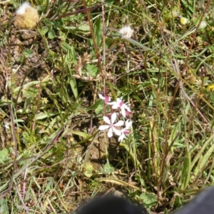 Burchardia umbellata at Forde, ACT - 12 Nov 2020