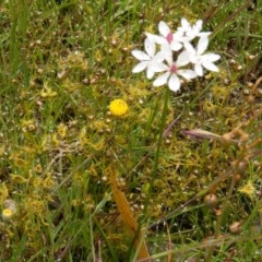 Burchardia umbellata at Wallaroo, ACT - 12 Nov 2020 02:06 PM