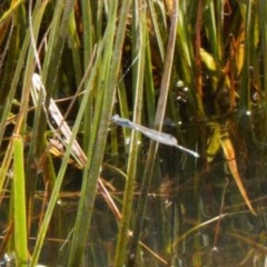 Austrolestes leda (Wandering Ringtail) at Mount Clear, ACT - 11 Nov 2020 by RAllen