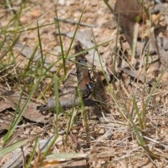 Podalonia tydei at Mount Clear, ACT - 11 Nov 2020