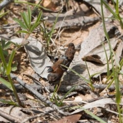 Podalonia tydei at Mount Clear, ACT - 11 Nov 2020