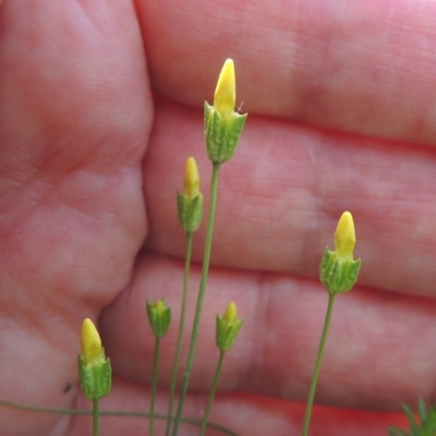 Cicendia quadrangularis (Oregon Timwort) at Kaleen, ACT - 5 Oct 2020 by MichaelBedingfield