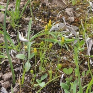 Cicendia quadrangularis at Kaleen, ACT - 5 Oct 2020