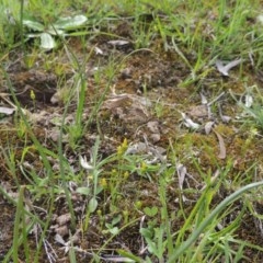 Cicendia quadrangularis at Kaleen, ACT - 5 Oct 2020