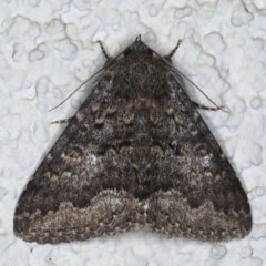 Eudesmeola lawsoni (Lawson's Night Moth) at Ainslie, ACT - 12 Nov 2020 by jb2602