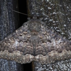 Eudesmeola lawsoni at Ainslie, ACT - 12 Nov 2020 10:36 PM