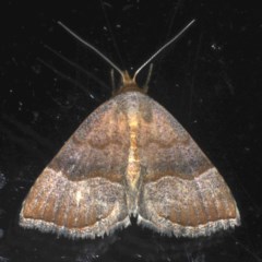 Meranda susialis (Three-lined Snout) at Ainslie, ACT - 12 Nov 2020 by jb2602