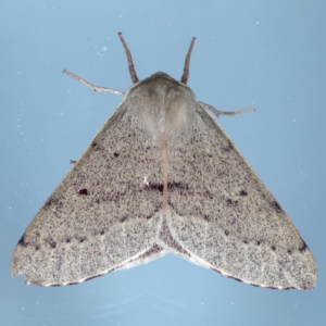 Arhodia lasiocamparia at Ainslie, ACT - 12 Nov 2020