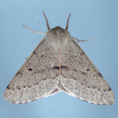 Arhodia lasiocamparia (Pink Arhodia (Oenochrominae)) at Ainslie, ACT - 12 Nov 2020 by jb2602