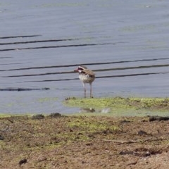 Charadrius melanops (Black-fronted Dotterel) at Bega, NSW - 13 Nov 2020 by MatthewHiggins