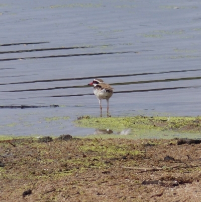 Charadrius melanops (Black-fronted Dotterel) at Bega, NSW - 13 Nov 2020 by MatthewHiggins