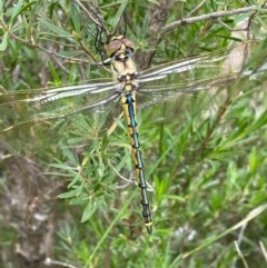 Hemicordulia tau (Tau Emerald) at Bicentennial Park - 12 Nov 2020 by Ghostbat