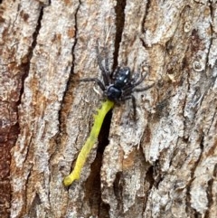 Tharpyna campestrata (Country Crab Spider) at Bicentennial Park - 13 Nov 2020 by FeralGhostbat