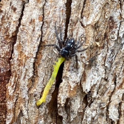 Tharpyna campestrata (Country Crab Spider) at Queanbeyan West, NSW - 13 Nov 2020 by FeralGhostbat