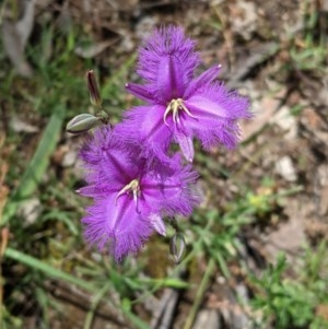 Thysanotus tuberosus subsp. tuberosus at Hughes, ACT - 13 Nov 2020 12:05 PM