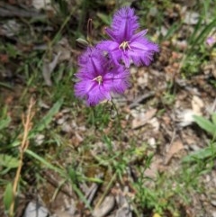 Thysanotus tuberosus subsp. tuberosus at Hughes, ACT - 13 Nov 2020