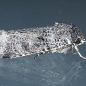 Agrotis porphyricollis at Ainslie, ACT - 12 Nov 2020