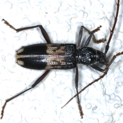 Phoracantha semipunctata (Common Eucalypt Longicorn) at Ainslie, ACT - 10 Nov 2020 by jb2602