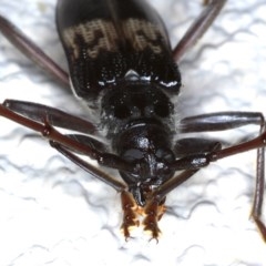 Phoracantha semipunctata at Ainslie, ACT - 10 Nov 2020