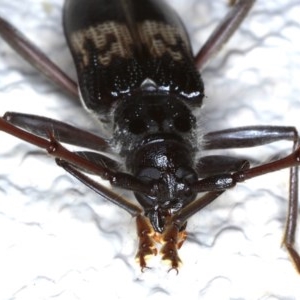 Phoracantha semipunctata at Ainslie, ACT - 10 Nov 2020