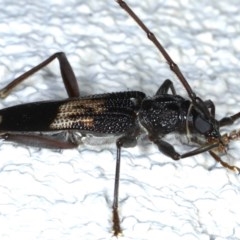 Phoracantha semipunctata at Ainslie, ACT - 10 Nov 2020