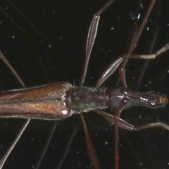 Rhinophthalmus nasutus at Ainslie, ACT - 11 Nov 2020