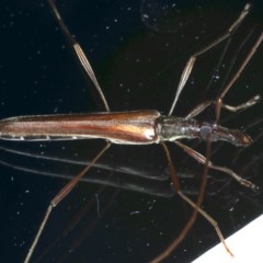 Rhinophthalmus nasutus at Ainslie, ACT - 11 Nov 2020