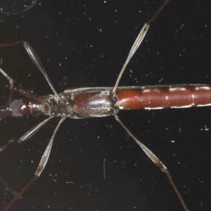 Rhinophthalmus nasutus at Ainslie, ACT - 11 Nov 2020