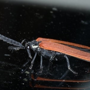 Porrostoma rhipidium at Ainslie, ACT - 11 Nov 2020