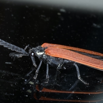 Porrostoma rhipidium (Long-nosed Lycid (Net-winged) beetle) at Ainslie, ACT - 11 Nov 2020 by jb2602